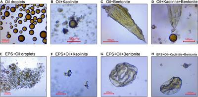 The Role of Biophysical Stickiness on Oil-Mineral Flocculation and Settling in Seawater